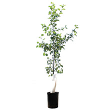Load image into Gallery viewer, Apple, 5 gal, Norland