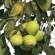 Load image into Gallery viewer, Apple, 7 gal, Parkland