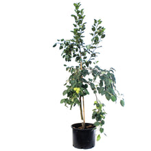 Load image into Gallery viewer, Apple, 7 gal, Parkland