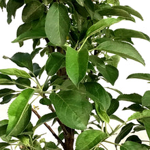 Load image into Gallery viewer, Apple, 5 gal, TreasuRed
