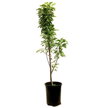 Load image into Gallery viewer, Apple, 5 gal, TreasuRed