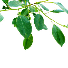 Load image into Gallery viewer, Cherry, 5 gal, Carmine Jewel Tree Form