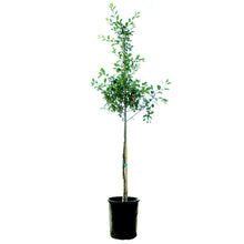 Load image into Gallery viewer, Cherry, 5 gal, Carmine Jewel Tree Form