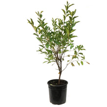 Load image into Gallery viewer, Cherry, 2 gal, Cupid
