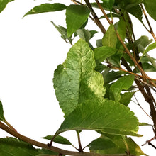 Load image into Gallery viewer, Cherry, 2 gal, Cupid