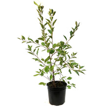 Load image into Gallery viewer, Cherry, 2 gal, Juliet