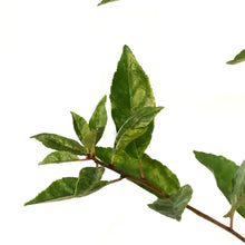 Load image into Gallery viewer, Cherry, 2 gal, Juliet
