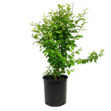 Load image into Gallery viewer, Cherry, 2 gal, Red Nanking