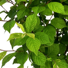 Load image into Gallery viewer, Cherry, 2 gal, Red Nanking