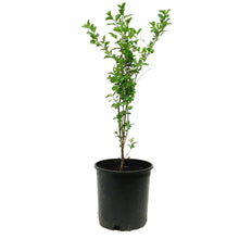 Load image into Gallery viewer, Cherry, 2 gal, Romeo