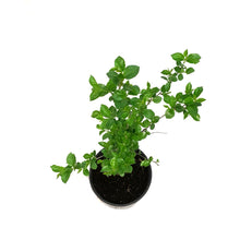 Load image into Gallery viewer, Cherry, 2 gal, Romeo
