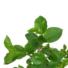 Load image into Gallery viewer, Cherry, 2 gal, Romeo