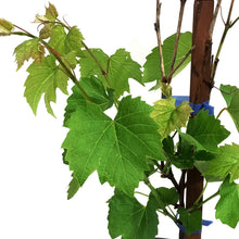 Load image into Gallery viewer, Grape, 1 gal, Prairie Star