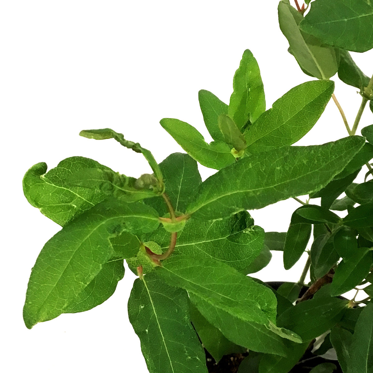 Haskap Berry, 1 gal, Tundra Floral Acres Greenhouse & Garden Centre