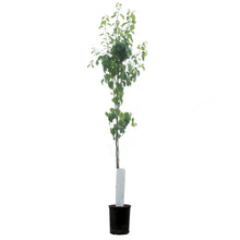 Load image into Gallery viewer, Pear, 5 gal, Paul's Golden