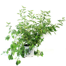 Load image into Gallery viewer, Dogwood, 2 gal, Arctic Fire® Yellow