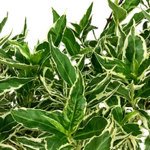 Load image into Gallery viewer, Honeysuckle, 2 gal, Cool Splash®