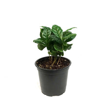 Load image into Gallery viewer, Coffee Plant, 4in, Arabica