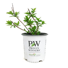Load image into Gallery viewer, Hydrangea, 2 gal, Little Lime Punch™