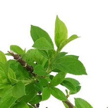 Load image into Gallery viewer, Hydrangea, 2 gal, Little Lime Punch™