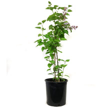 Load image into Gallery viewer, Lilac, 2 gal, French, President Grevy