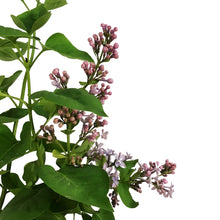 Load image into Gallery viewer, Lilac, 2 gal, French, President Grevy