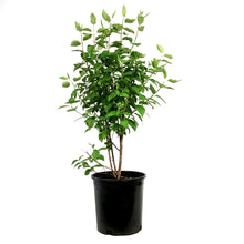 Load image into Gallery viewer, Mock Orange, 2 gal, Minnesota Snowflake