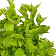 Load image into Gallery viewer, Mock Orange, 2 gal, Golden