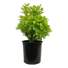 Load image into Gallery viewer, Mock Orange, 2 gal, Golden