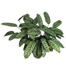 Load image into Gallery viewer, Ctenanthe, 6in, Exotica