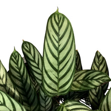 Load image into Gallery viewer, Ctenanthe, 6in, Exotica