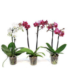 Load image into Gallery viewer, Orchid, 3.5in, Phalaenopsis Double Spike
