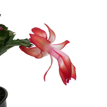 Load image into Gallery viewer, Zygo Cactus, 4in, Thor® Series