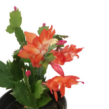 Load image into Gallery viewer, Zygo Cactus, 4in, Thor® Series