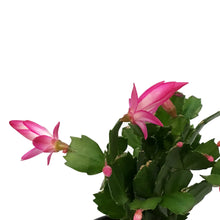 Load image into Gallery viewer, Zygo Cactus, 4in, Thor® Series