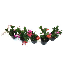 Load image into Gallery viewer, Zygo Cactus, 4in, Thor® Series