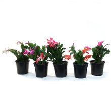 Load image into Gallery viewer, Zygo Cactus, 4in, Thor® Series