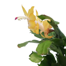 Load image into Gallery viewer, Zygo Cactus, 4in, Thor® Series