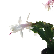 Load image into Gallery viewer, Zygo Cactus, 4in, Thor® Series