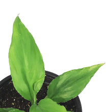Load image into Gallery viewer, Spathiphyllum, 4in, Peace Lily Sunshine Love