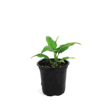 Load image into Gallery viewer, Spathiphyllum, 4in, Peace Lily Sunshine Love