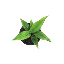 Load image into Gallery viewer, Spathiphyllum, 4in, Peace Lily Sunshine Love