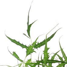 Load image into Gallery viewer, Aruncus, 1 gal, Dioicus Kneiffii