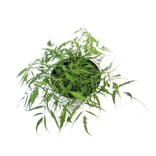 Load image into Gallery viewer, Aruncus, 1 gal, Dioicus Kneiffii
