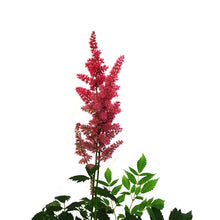 Load image into Gallery viewer, Astilbe, 1 gal, Burgundy Red