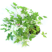 Load image into Gallery viewer, Dicentra, 1 gal, Gold Heart Bleeding Hearts