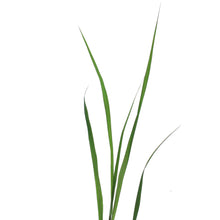 Load image into Gallery viewer, Grass, 1 gal, Andropogon Black Hawk