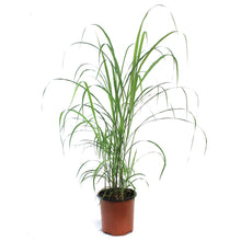 Load image into Gallery viewer, Grass, 1 gal, Miscanthus Flame Grass