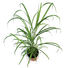 Load image into Gallery viewer, Grass, 1 gal, Miscanthus Flame Grass