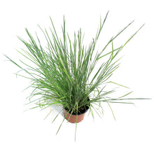 Load image into Gallery viewer, Grass, 1 gal, Prairie Blues